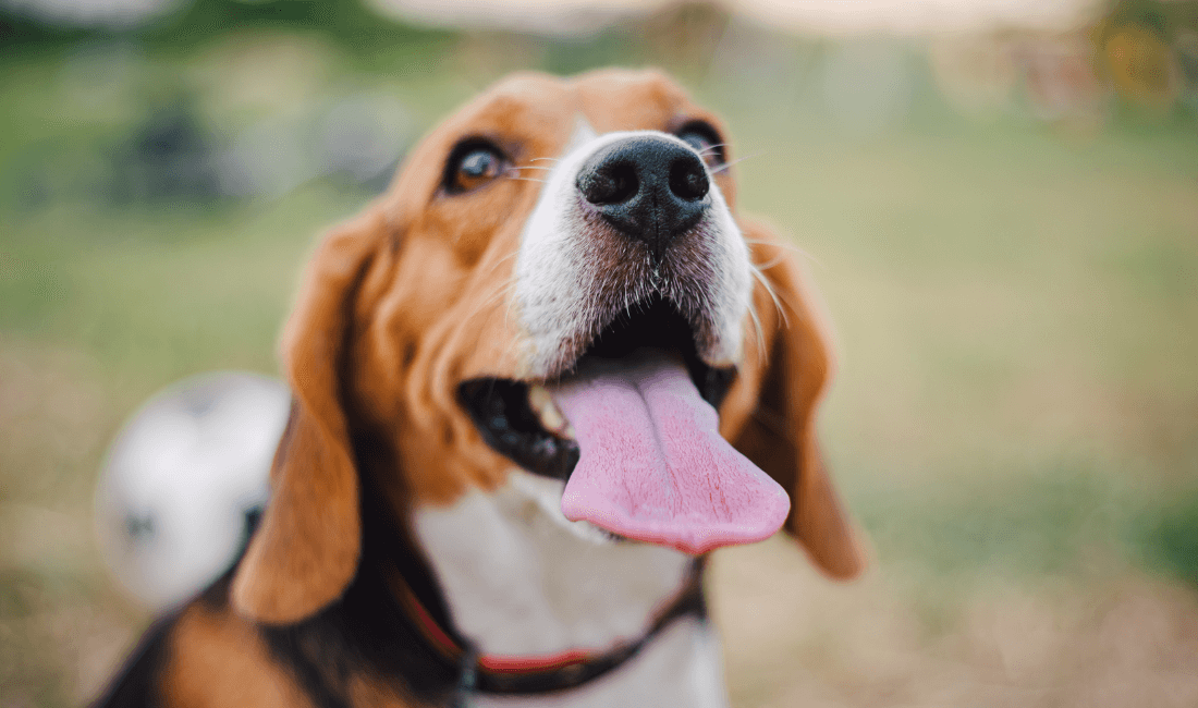 How to Keep Your Dog Happy and Healthy - Dogiz