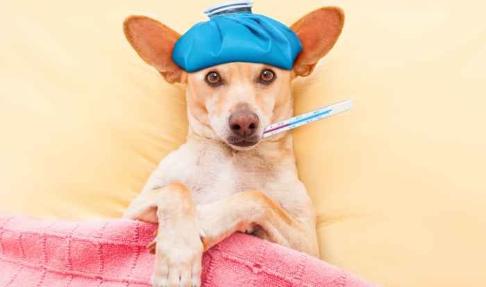 how-to-tell-if-your-dog-is-sick-dogiz