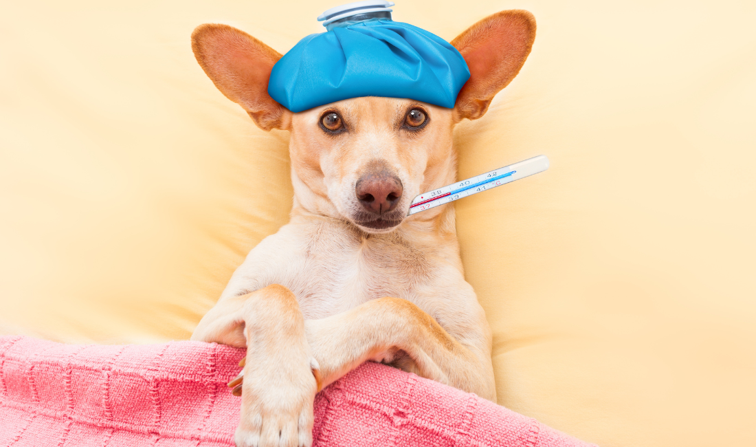 How To Tell If Your Dog Is Sick Dogiz